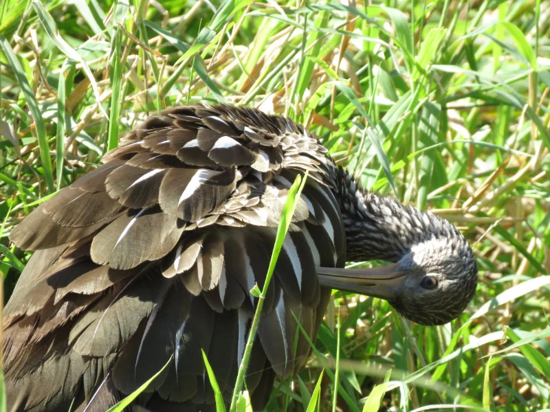 Water Birds of Central Florida — The 21st Century Matriarch